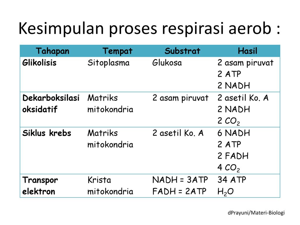 Tabel Tahapan Respirasi Aerob Bintangutama69 Github Io